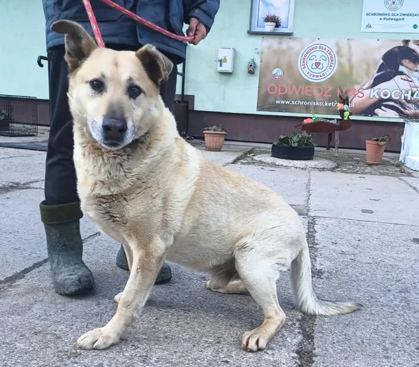 Znaleziono psa, Pieckowo, 17 marca 2025 (5/5)