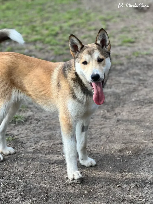 Pies do adopcji, Bydgoszcz, 19 marca 2025 (1/5)