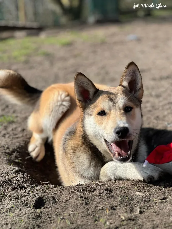 Pies do adopcji, Bydgoszcz, 19 marca 2025 (3/5)