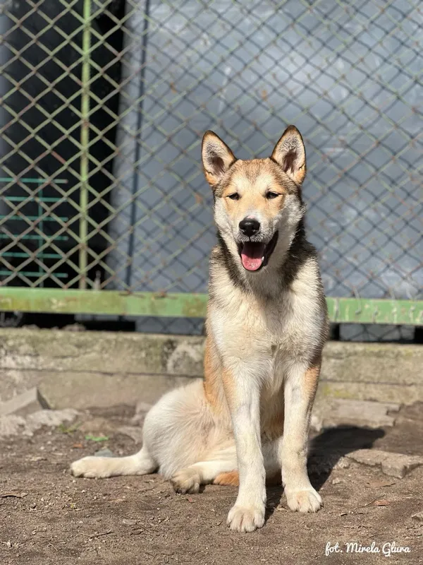 Pies do adopcji, Bydgoszcz, 19 marca 2025 (4/5)