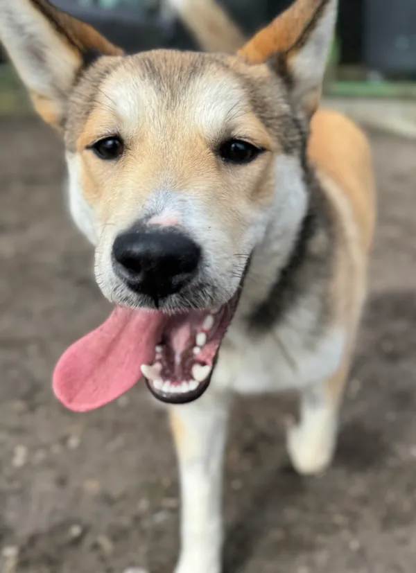 Pies do adopcji, Bydgoszcz, 19 marca 2025 (5/5)