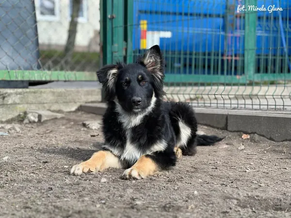 Pies do adopcji, Bydgoszcz, 19 marca 2025 (2/5)