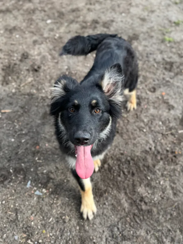 Pies do adopcji, Bydgoszcz, 19 marca 2025 (3/5)