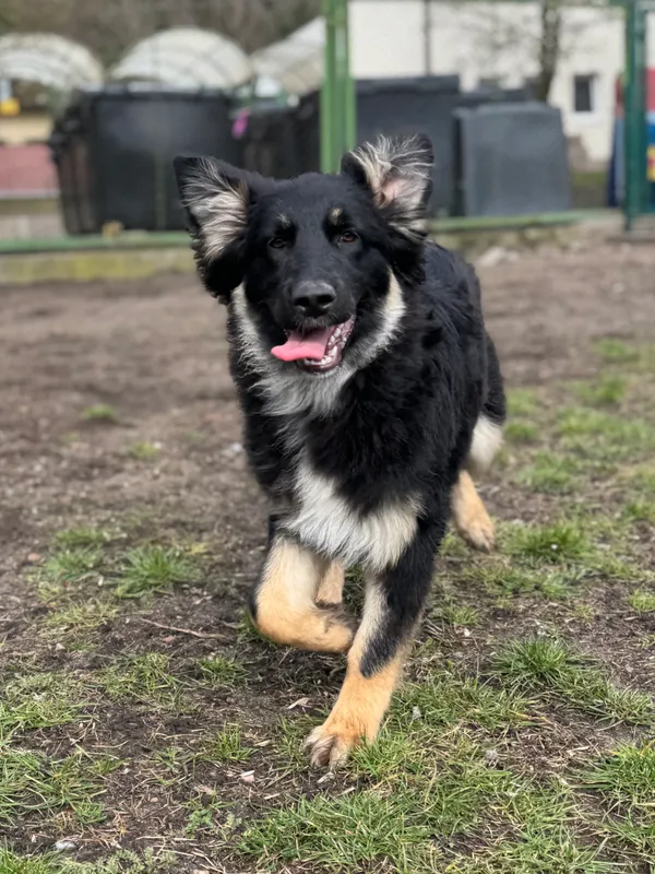 Pies do adopcji, Bydgoszcz, 19 marca 2025 (4/5)