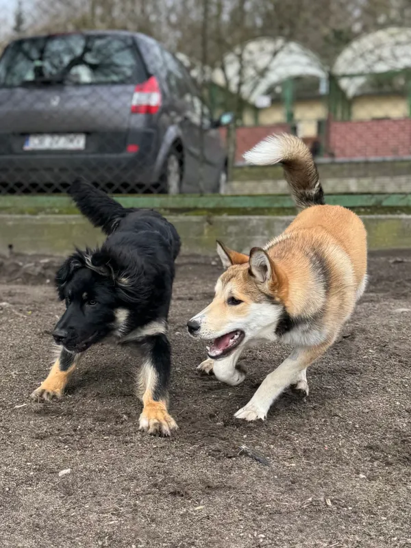 Pies do adopcji, Bydgoszcz, 19 marca 2025 (5/5)