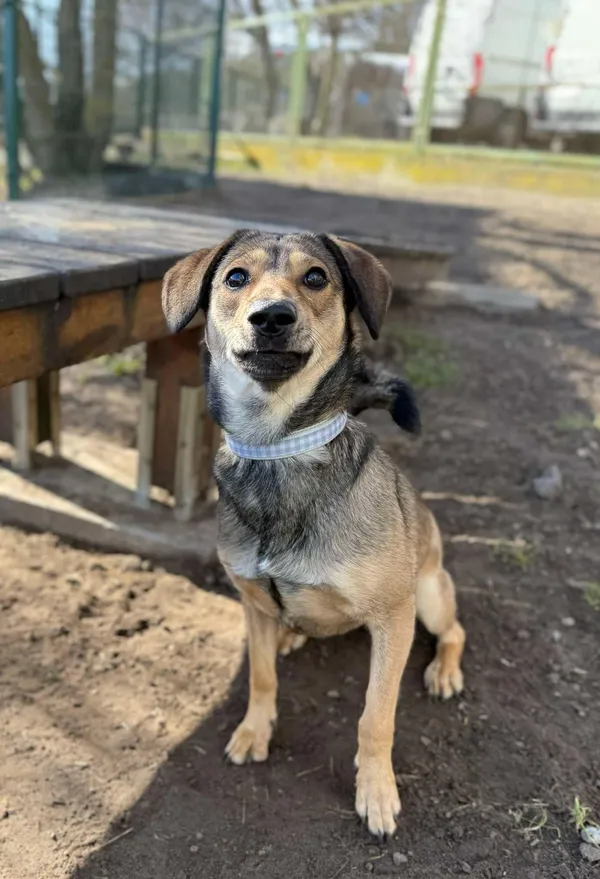 Pies do adopcji, Bydgoszcz, 19 marca 2025 (2/5)