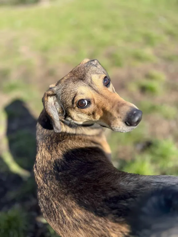 Pies do adopcji, Bydgoszcz, 19 marca 2025 (3/5)