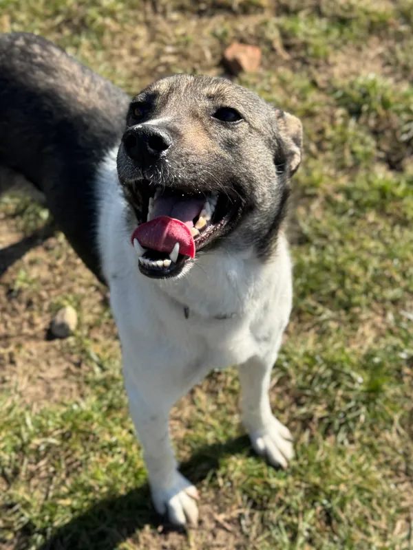 Pies do adopcji, Bydgoszcz, 17 marca 2025 (2/5)