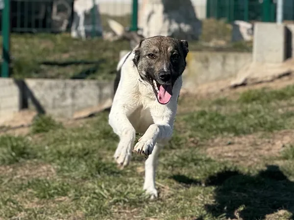 Pies do adopcji, Bydgoszcz, 17 marca 2025 (3/5)