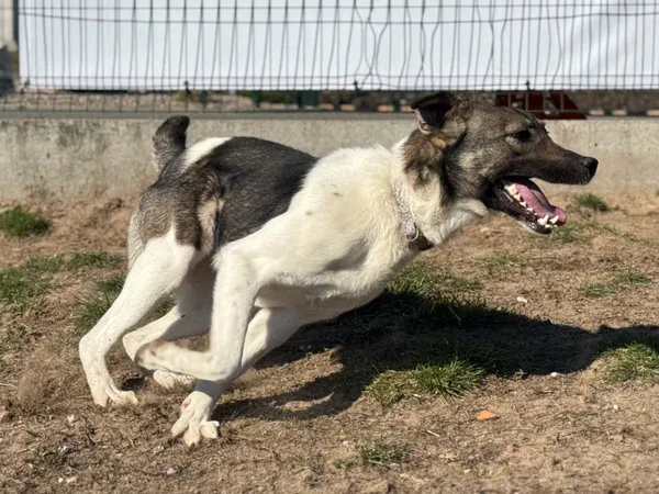 Pies do adopcji, Bydgoszcz, 17 marca 2025 (4/5)