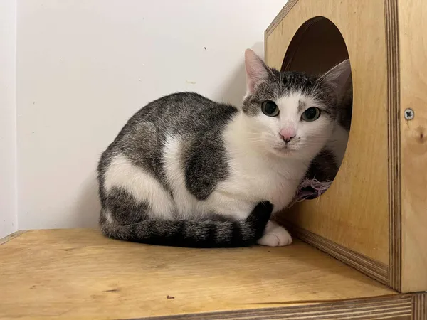 Kot do adopcji, Włocławek, 18 marca 2025 (2/4)