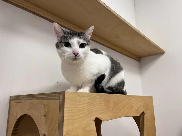 Kot do adopcji, Włocławek, 18 marca 2025 (3/4)