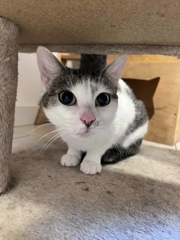 Kot do adopcji, Włocławek, 18 marca 2025 (4/4)