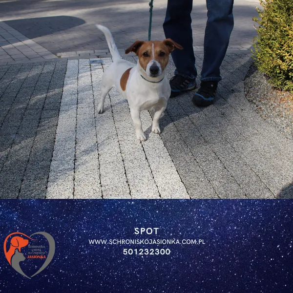 Pies do adopcji, Ciosny, 17 marca 2025