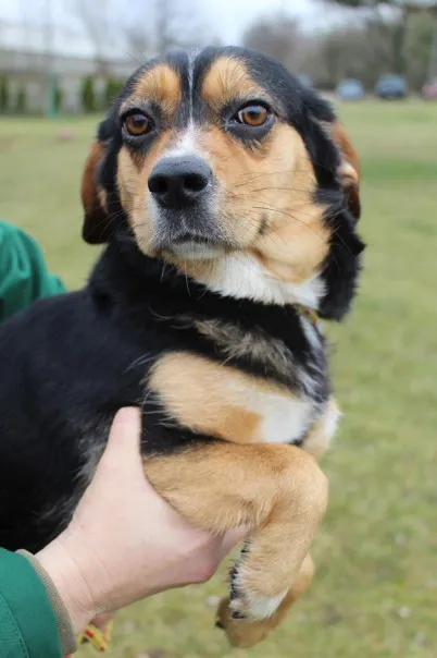 Pies do adopcji, Bełchatów, 24 października 2024 (3/5)