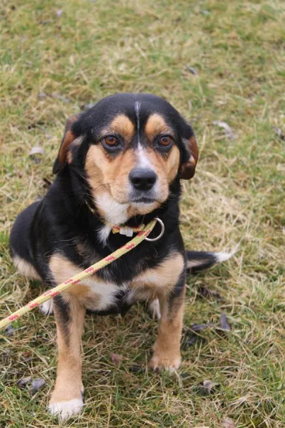 Pies do adopcji, Bełchatów, 24 października 2024 (4/5)