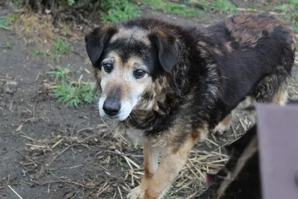 Pies do adopcji, Bełchatów, 14 lipca 2020 (1/5)