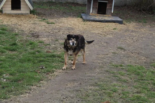 Pies do adopcji, Bełchatów, 14 lipca 2020 (2/5)