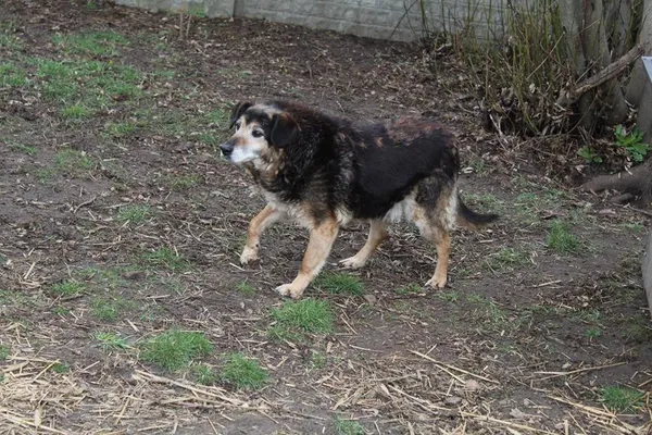 Pies do adopcji, Bełchatów, 14 lipca 2020 (3/5)