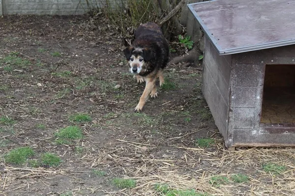 Pies do adopcji, Bełchatów, 14 lipca 2020 (4/5)