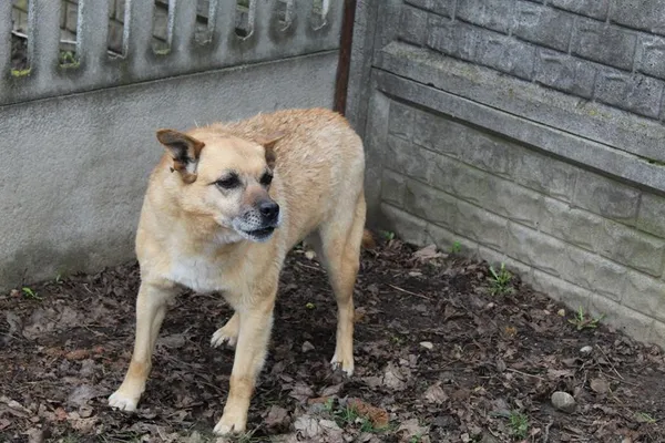 Pies do adopcji, Bełchatów, 22 listopada 2017 (1/5)