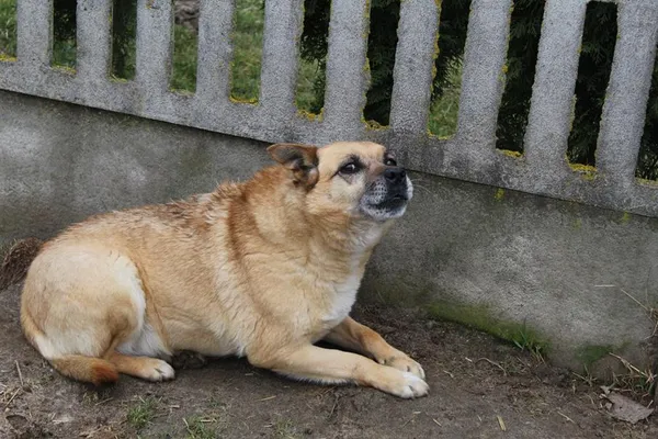 Pies do adopcji, Bełchatów, 22 listopada 2017 (2/5)