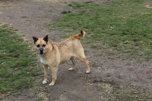 Pies do adopcji, Bełchatów, 22 listopada 2017 (3/5)