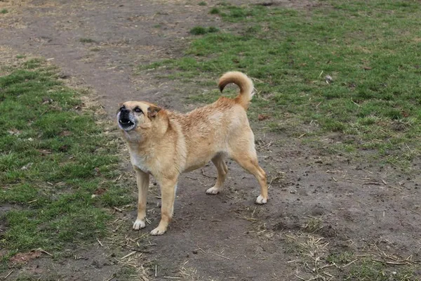 Pies do adopcji, Bełchatów, 22 listopada 2017 (4/5)