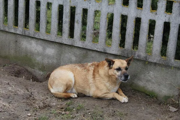 Pies do adopcji, Bełchatów, 22 listopada 2017 (5/5)