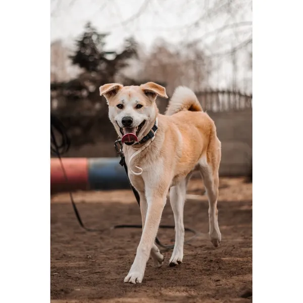 Znaleziono psa, Białystok, 15 lutego 2025 (1/5)