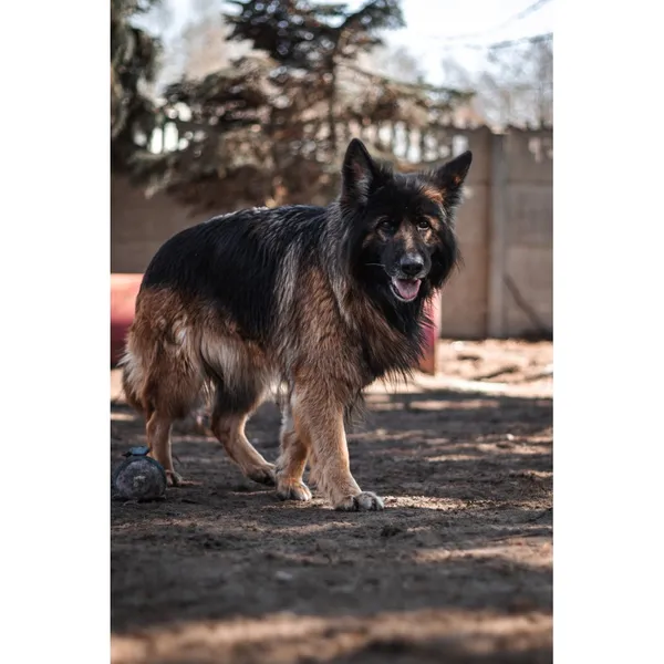 Znaleziono psa, Białystok, 22 lutego 2025 (1/4)