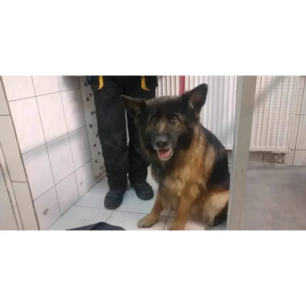 Znaleziono psa, Białystok, 22 lutego 2025 (4/4)