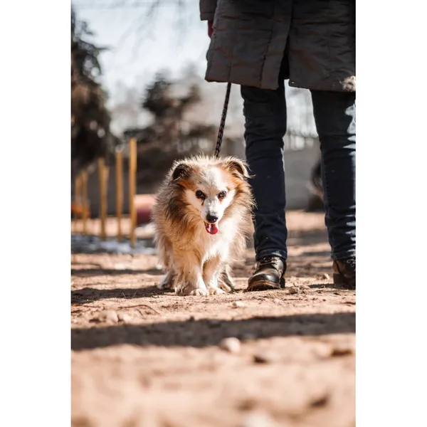 Znaleziono psa, Białystok, 6 lutego 2025 (1/4)