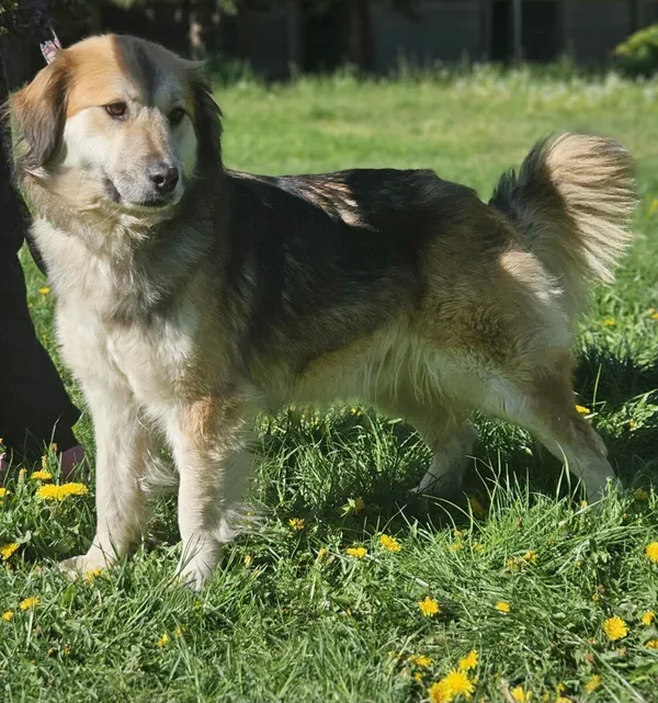 Pies do adopcji, Zgierz, 17 marca 2025 (2/5)