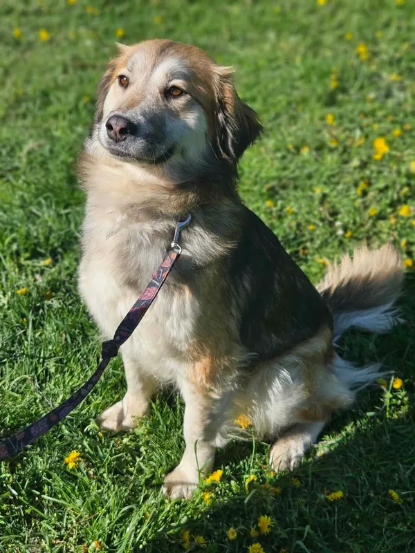 Pies do adopcji, Zgierz, 17 marca 2025 (3/5)