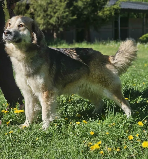 Pies do adopcji, Zgierz, 17 marca 2025 (4/5)