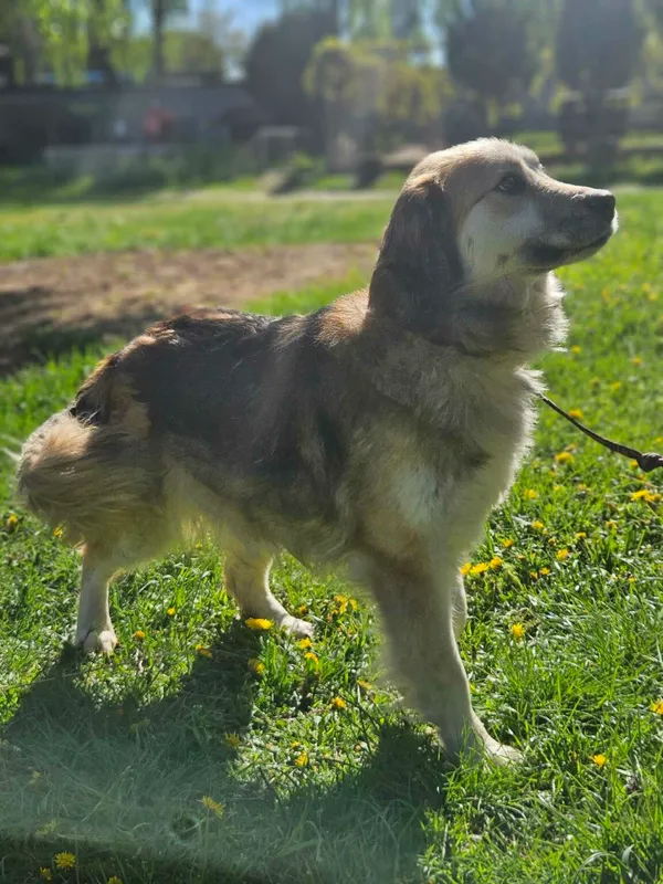 Pies do adopcji, Zgierz, 17 marca 2025 (5/5)