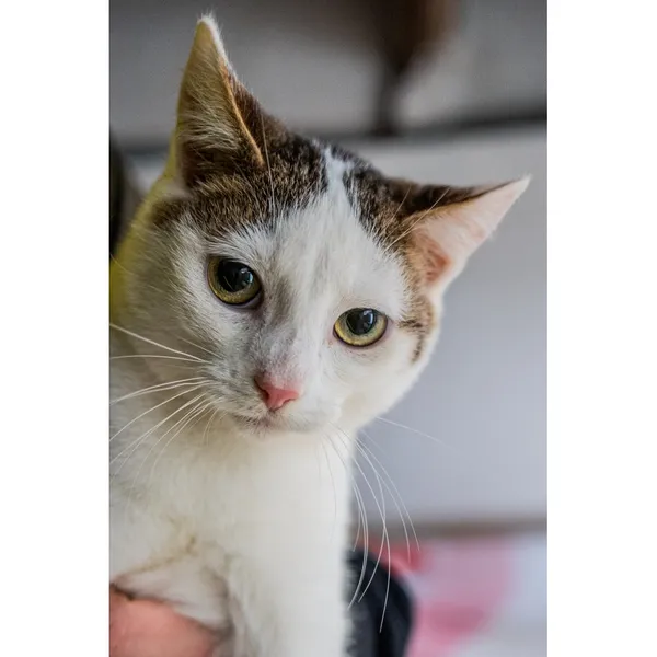 Znaleziono kota, Białystok, 8 lipca 2024 (1/3)