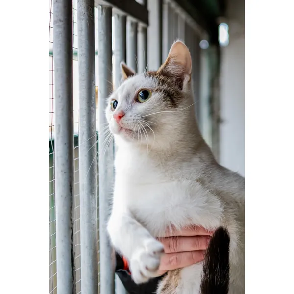 Znaleziono kota, Białystok, 8 lipca 2024 (2/3)