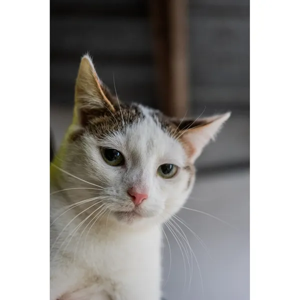 Znaleziono kota, Białystok, 8 lipca 2024 (3/3)