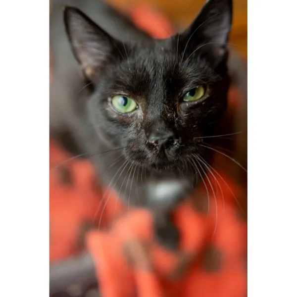 Znaleziono kota, Białystok, 8 lipca 2024 (1/5)