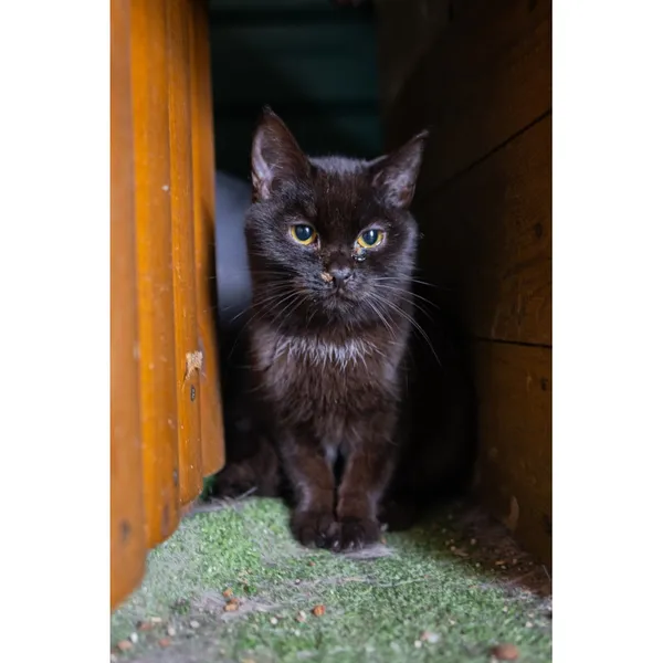 Znaleziono kota, Białystok, 17 lipca 2024 (2/3)