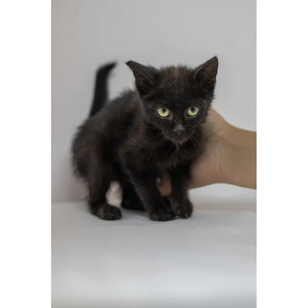 Znaleziono kota, Białystok, 17 lipca 2024 (3/3)