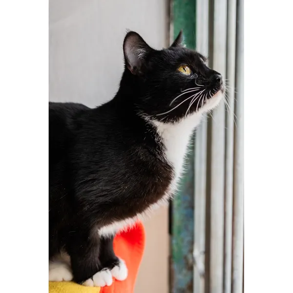 Znaleziono kota, Białystok, 18 lipca 2024 (2/5)