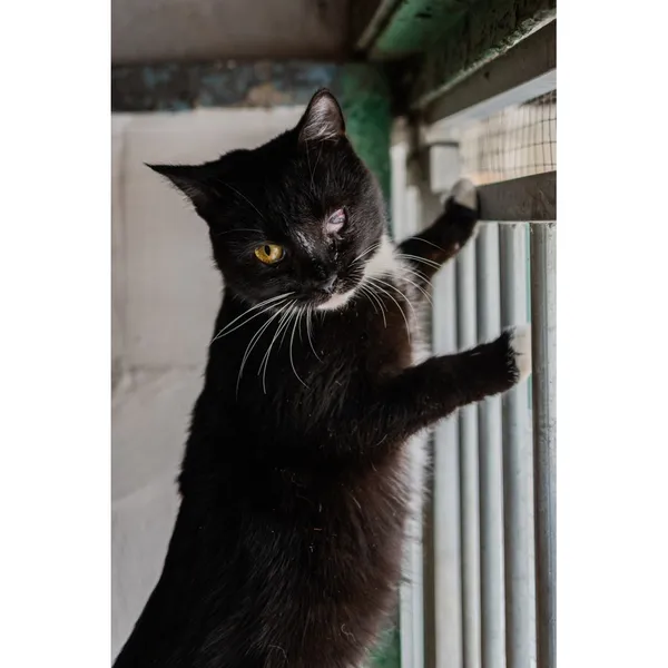 Znaleziono kota, Białystok, 18 lipca 2024 (3/5)