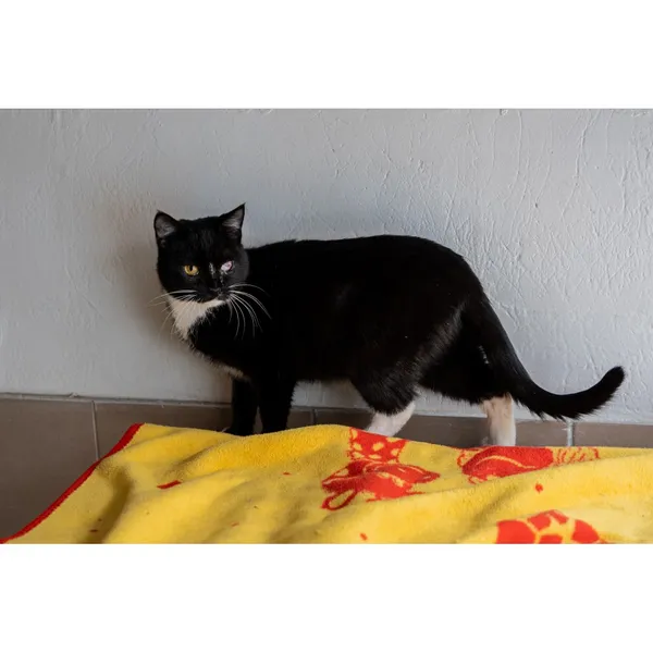 Znaleziono kota, Białystok, 18 lipca 2024 (4/5)