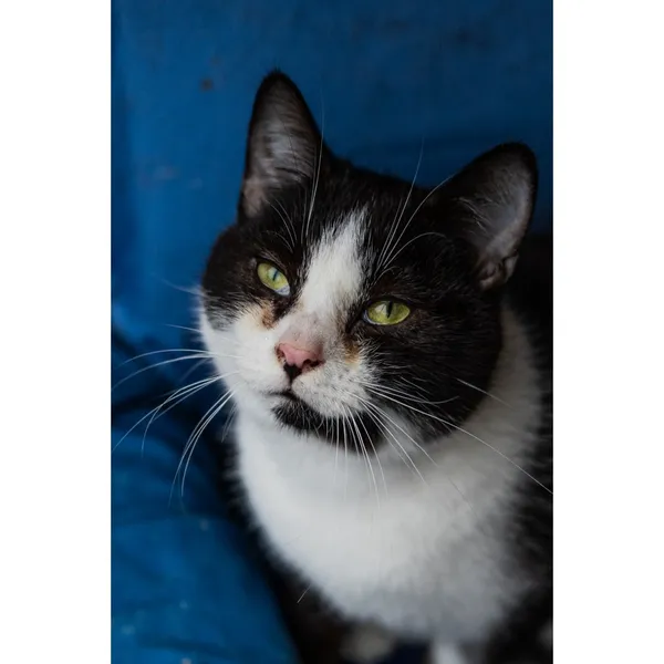 Znaleziono kota, Białystok, 18 lipca 2024 (1/4)