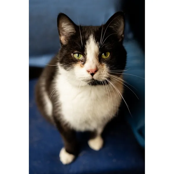 Znaleziono kota, Białystok, 18 lipca 2024 (3/4)