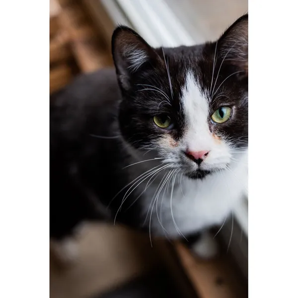 Znaleziono kota, Białystok, 18 lipca 2024 (4/4)