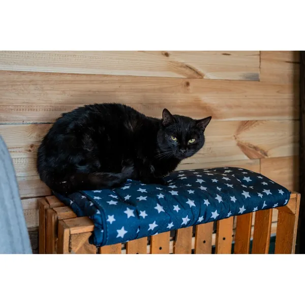 Znaleziono kota, Białystok, 12 października 2024 (1/3)